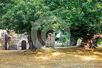 Centenary chestnut trees in ancient Celtic settlement Stock Photo