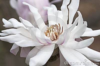 Centennia star magnolia flower Stock Photo