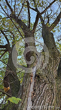 Centennial lime tree with a lightning scar on the trunk, close up Stock Photo