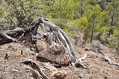 Centennial natural bonsai, Troodos, Cyprus Stock Photo