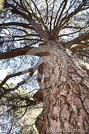 Centennial Pino Gordo del Toril in Sierra de Cazorla y Segura Stock Photo