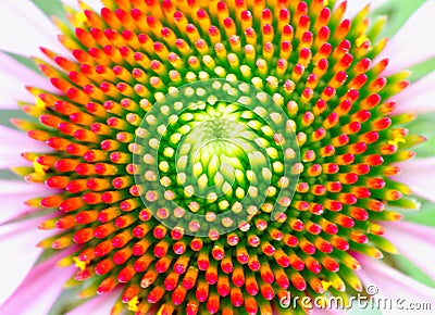 Center of the beautiful coneflower showing fibonacci pattern Stock Photo