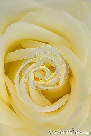 Center close up of yellow hybrid tea rose Stock Photo