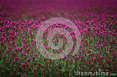 Center focus of red clover field Stock Photo