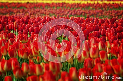 Center focus of Red Tulips in a field of turlips Stock Photo