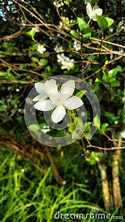 Center Focus With White Flower Stock Photo