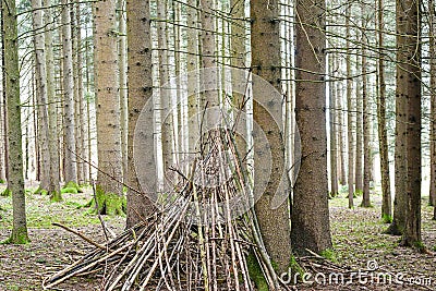 In the center of the forest is a small hut made of many branches Stock Photo
