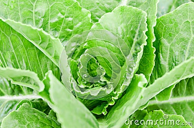 Center hydroponics vegetable Stock Photo