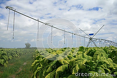 Center Pivot Stock Photo