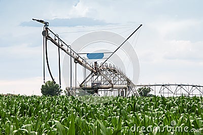 Center Pivot Irrigation System in Cornfield Stock Photo