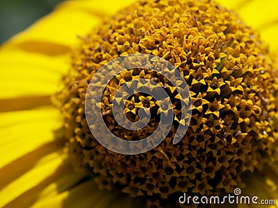 Center of the yellow flower, close-up. Tithonia diversifolia is a species of flowering plant that is commonly known as the tree Stock Photo