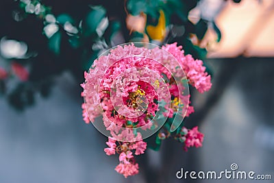 Group of pink flowers on crepe myrtle tree Stock Photo