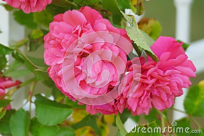 Centifolia roses, the Provence rose or cabbage rose or Rose de Mai Stock Photo