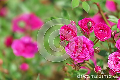 Centifolia roses, the Provence rose or cabbage rose or Rose de Mai Stock Photo