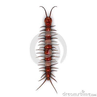 Centipede Stock Photo