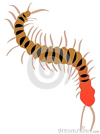 Centipede Vector Illustration