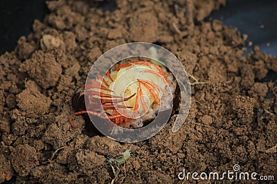 The centipede caressed her little one. Stock Photo