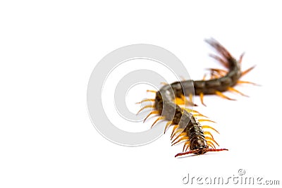 Centipede in front of white background,worm Stock Photo