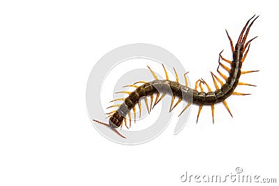 Centipede in front of white background, worm Stock Photo