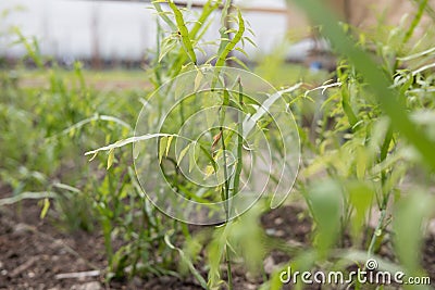 Centipede growing on ground in garden. tapeworm plant, ribbonbush, Homalocladium platycladum, Muehlenbeckia platyclada. Medicinal Stock Photo