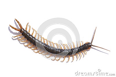 Centipede Isolated Stock Photo