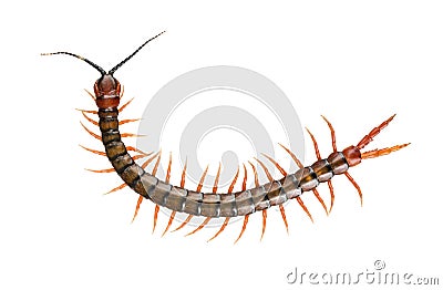 Giant Centipede Isolated Stock Photo