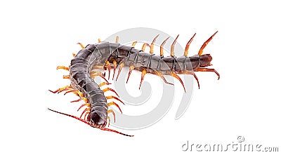 Centipede an isolated on white background Stock Photo