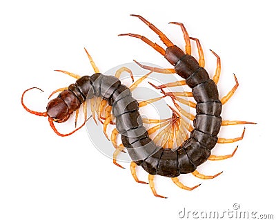 Centipede isolated on white background Stock Photo