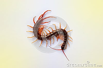 A centipede on a pink background. Stock Photo