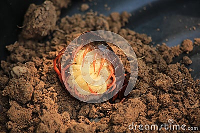 The centipede caressed her little one. Stock Photo