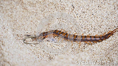 Centipede, Scolopendra eats gecko on the sand Stock Photo