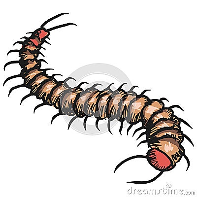 Centipede Vector Illustration