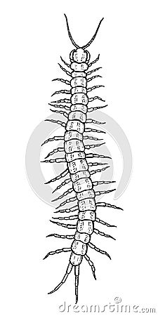 Centipede. Vector illustration in cartoon style on a white background. Vector Illustration