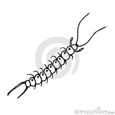 Centipede.Vector illustration of an insect. A Doodle style sketch . Isolated object on a white background. Ink drawing of wildlife Vector Illustration