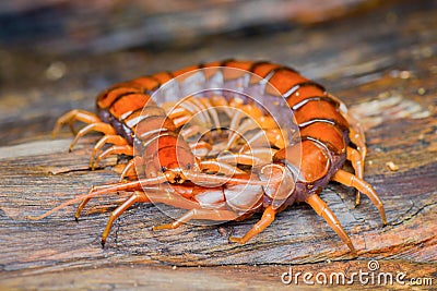 Centipede on wood in tropical garden Stock Photo