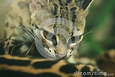 Central American margay Stock Photo