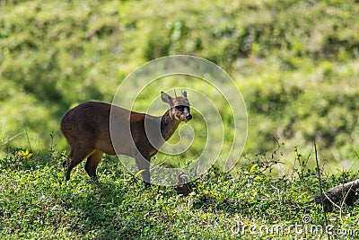 Central American red brocket Stock Photo