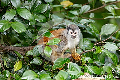 Central American squirrel monkey, Saimiri oerstedii, Quepos, Costa Rica wildlife Stock Photo