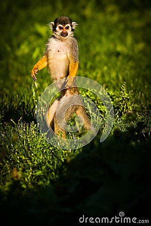 Central American squirrel monkeys Stock Photo