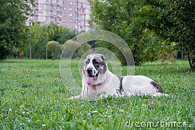 Central Asian shepherd dog, or Alabai, is an ancient breed of dog from the regions of Central Asia. Stock Photo