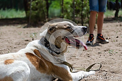 Central Asian Shepherd Dog Alabai at the training site. Waiting for the start of training Stock Photo