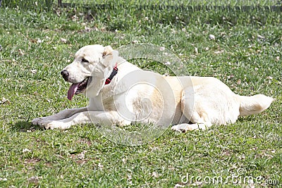 Central asian shepherd dog is lying on a green grass in the spring park and looking away. Alabay or aziat. Pet animals Stock Photo