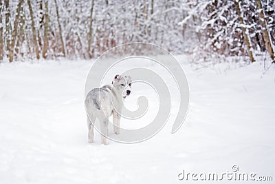 Central Asian shepherd in a snowy forest Stock Photo