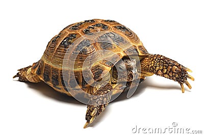Central Asian tortoise (Agrionemys horsfieldii) Stock Photo