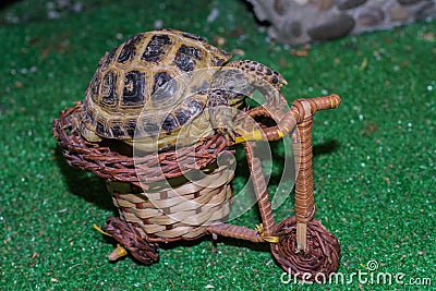 Central Asian turtle Biker. Turtle riding a scooter. Stock Photo