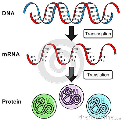 Central dogma of gene expression infographic diagram process transcription translation DNA RNA protein Vector Illustration