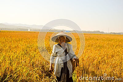 Indonesian farmer walking at rice fields Editorial Stock Photo