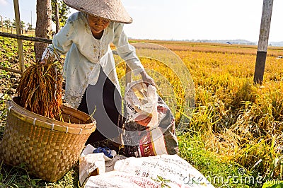 Aged farmer collecting paddy Editorial Stock Photo