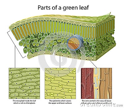 Cellular Structure of Leaf. Internal Leaf Structure a leaf is made of many layers that are sandwiched between two layers of tough Stock Photo