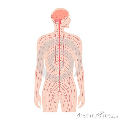 Central nervous system Vector Illustration